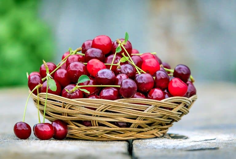 Kirschernte könnte trotz Minusgrade und Starkregen besser ausfallen: Mmmm, lecker!