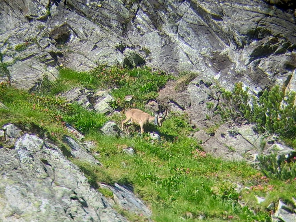 Alpensteinböcke kehren in die Freiheit zurück: Steinböcke aus der Wilhelma in Österreich ausgewildert KW28a Auswilderung Steinboecke 6