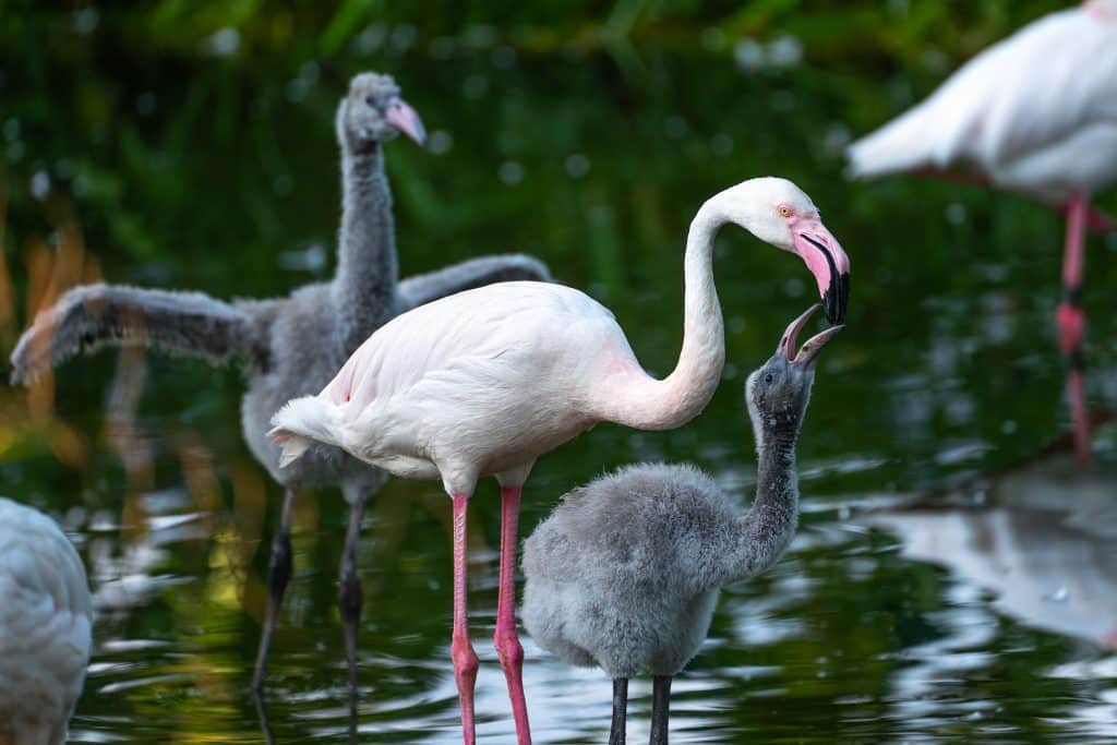 Flamingo-Babys in der Wilhelma: Drei Neue im Kindergarten!