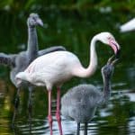 Flamingo-Babys in der Wilhelma: Drei Neue im Kindergarten! Flamingo-Babys in der Wilhelma: Drei Neue im Kindergarten!