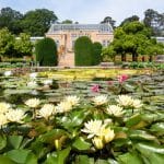 Seerosen in voller Blüte: Farbenpracht am Seerosenteich der Wilhelma Seerosen in voller Blüte: Farbenpracht am Seerosenteich der Wilhelma