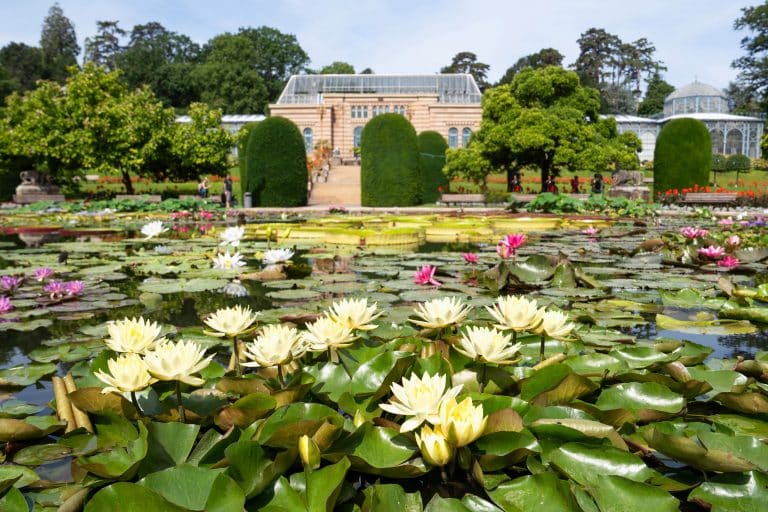 Seerosen in voller Blüte: Farbenpracht am Seerosenteich der Wilhelma Seerosen in voller Blüte: Farbenpracht am Seerosenteich der Wilhelma