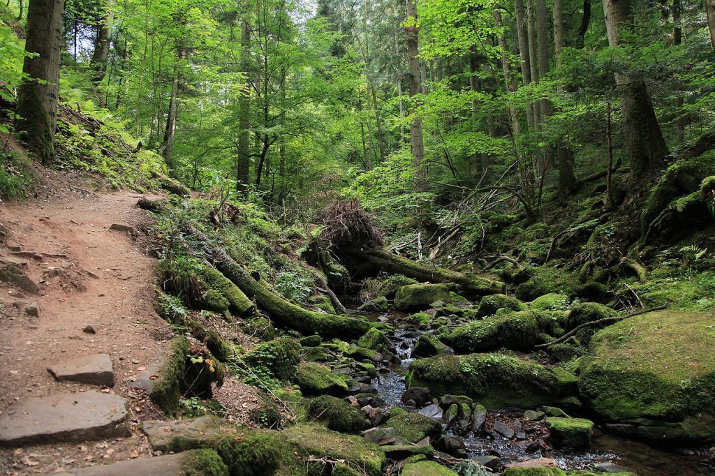 Wandertipp im Schwarzwald: Abenteuer pur – Wilde Wanderung durch die mystische Monbachschlucht