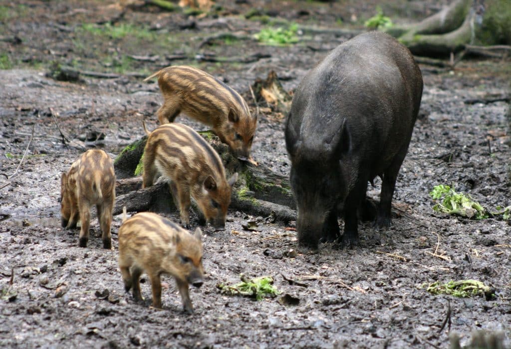 Afrikanische Schweinepest: Alarm in Baden-Württemberg! So schützen wir unsere Schweine