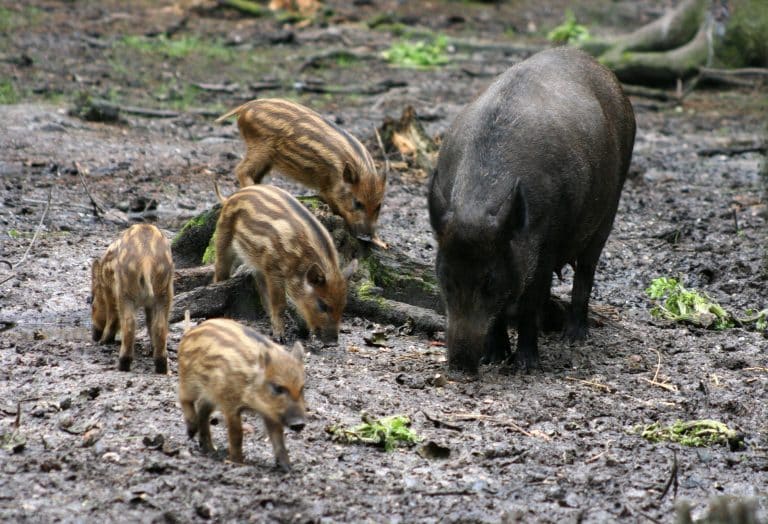 Afrikanische Schweinepest: Alarm in Baden-Württemberg! So schützen wir unsere Schweine