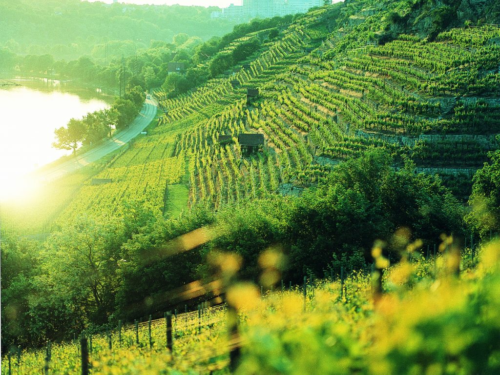 Von Felsen und Reben: Die spektakulärsten Weinberge Baden-Württembergs