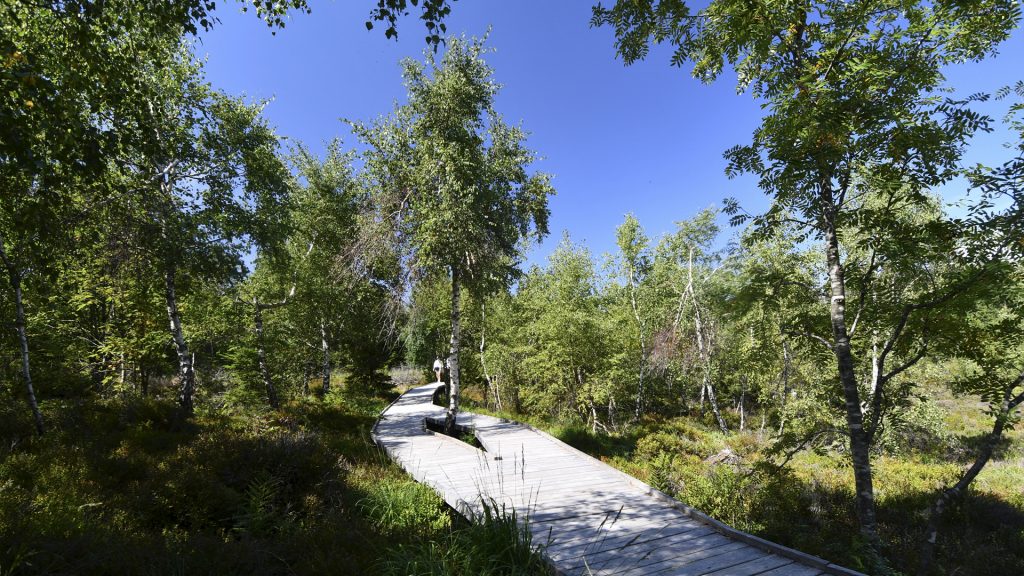 Ausflugstipp: Abenenteur pur – die 4 Erlebnispfade im Nationalpark Schwarzwald!