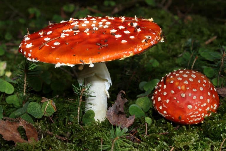 Fliegenpilz-Gummibärchen: Bundesamt warnt vor Verwechslungsgefahr! Folgen für Kinder können verheerend sein!
