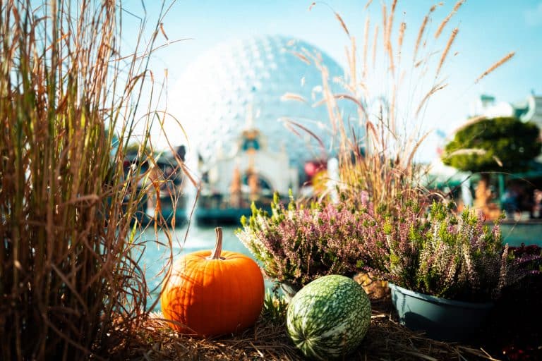 Europa-Park im Oktober: Halloween-Grusel, Gaudi und Genuss – 13 Top-Events im Überblick! Europa-Park im Oktober: Halloween-Grusel, Gaudi und Genuss – 13 Top-Events im Überblick!