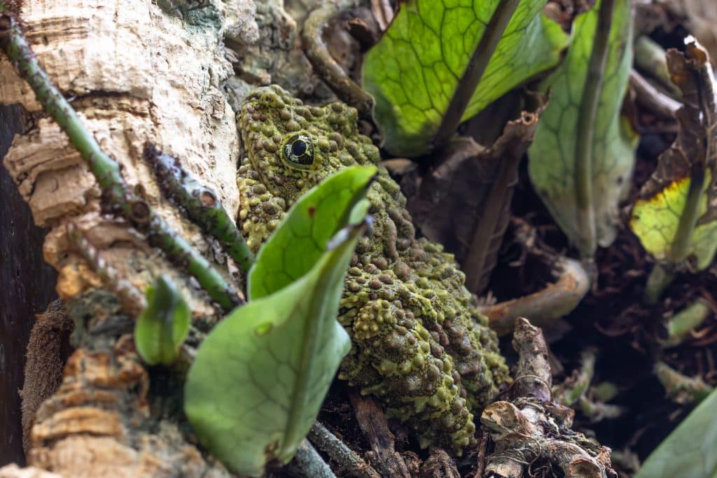 Ein Meister der Tarnung ist der Vietnamesische Moosfrosch.