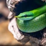 Wilde Wochenenden in der Wilhelma: Amphibien und Reptilien hautnah erleben Wilde Wochenenden in der Wilhelma: Amphibien und Reptilien hautnah erleben