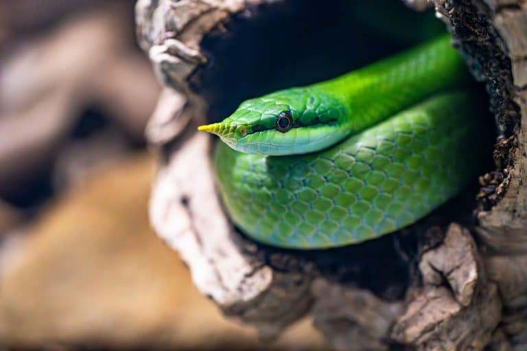 Wilde Wochenenden in der Wilhelma: Amphibien und Reptilien hautnah erleben Wilde Wochenenden in der Wilhelma: Amphibien und Reptilien hautnah erleben