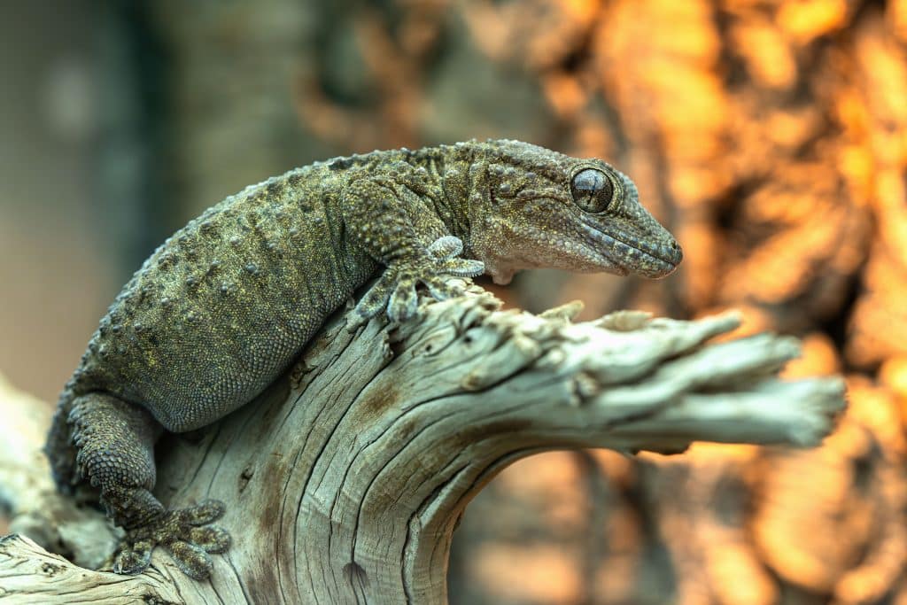 Wilde Wochenenden in der Wilhelma: Amphibien und Reptilien hautnah erleben KW32a Thementag Reptilien Amphibien 05 1