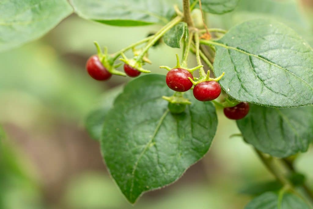 Capsicum rhomboideum ist eine Wildform des Chilis aus Zentral- und Südamerika.