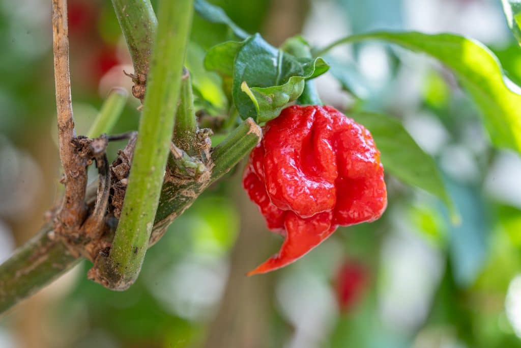 Carolina Reaper & Co.: Feuriger Sommer – Chili-Ausstellung in der Wilhelma Stuttgart eröffnet