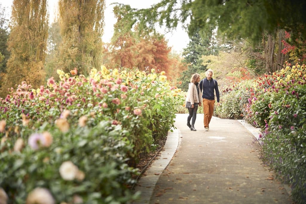 Herbstzauber am Bodensee: Ausflugstipps– Schifffahrten, Kulinarik und Naturerlebnisse Konstanz Mainau Bluete Spazieren Paar 01 Copyright MTK Hari Pulko
