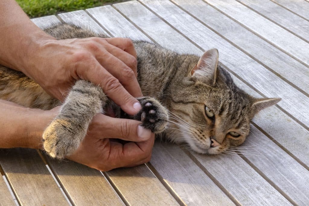 Praktische Tipps: Stressfreier Tierarztbesuch – Mit einfachem Training bleibt Ihre Katze ruhig und gelassen