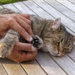 Praktische Tipps: Stressfreier Tierarztbesuch – Mit einfachem Training bleibt Ihre Katze ruhig und gelassen Praktische Tipps: Stressfreier Tierarztbesuch – Mit einfachem Training bleibt Ihre Katze ruhig und gelassen