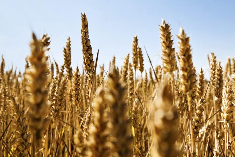 Ein düsteres Erntejahr für Baden-Württemberg: Wetterextreme belasten die Landwirtschaft
