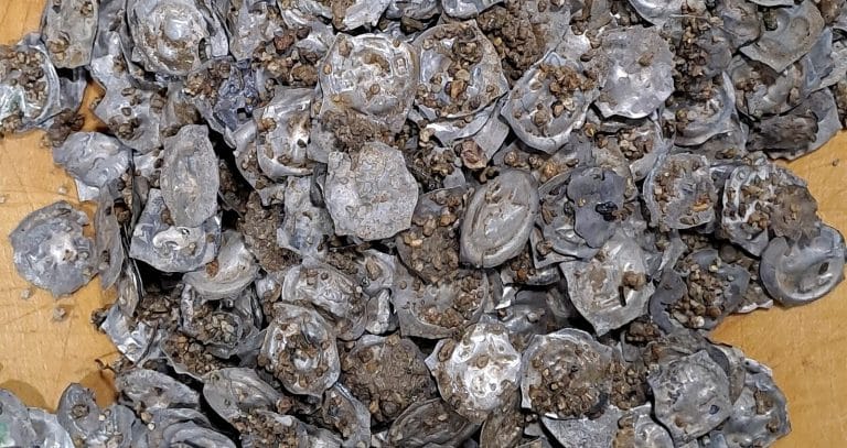 Sensationsfund im Schwarzwald: 700 Jahre alter Münzschatz nahe „Schwarzwaldklinik“ in Baden-Württemberg entdeckt!