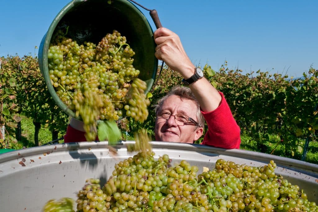 Frost und Regen: Weinlese 2024 in Baden und Württemberg fällt 10 % geringer aus