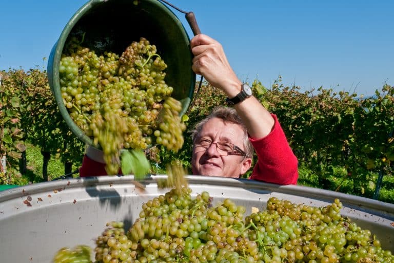 Frost und Regen: Weinlese 2024 in Baden und Württemberg fällt 10 % geringer aus