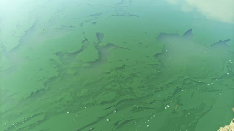 Blaualgen-Alarm am Schluchsee: Behörden verhängen Badeverbot – Gefahr für Mensch und Tier