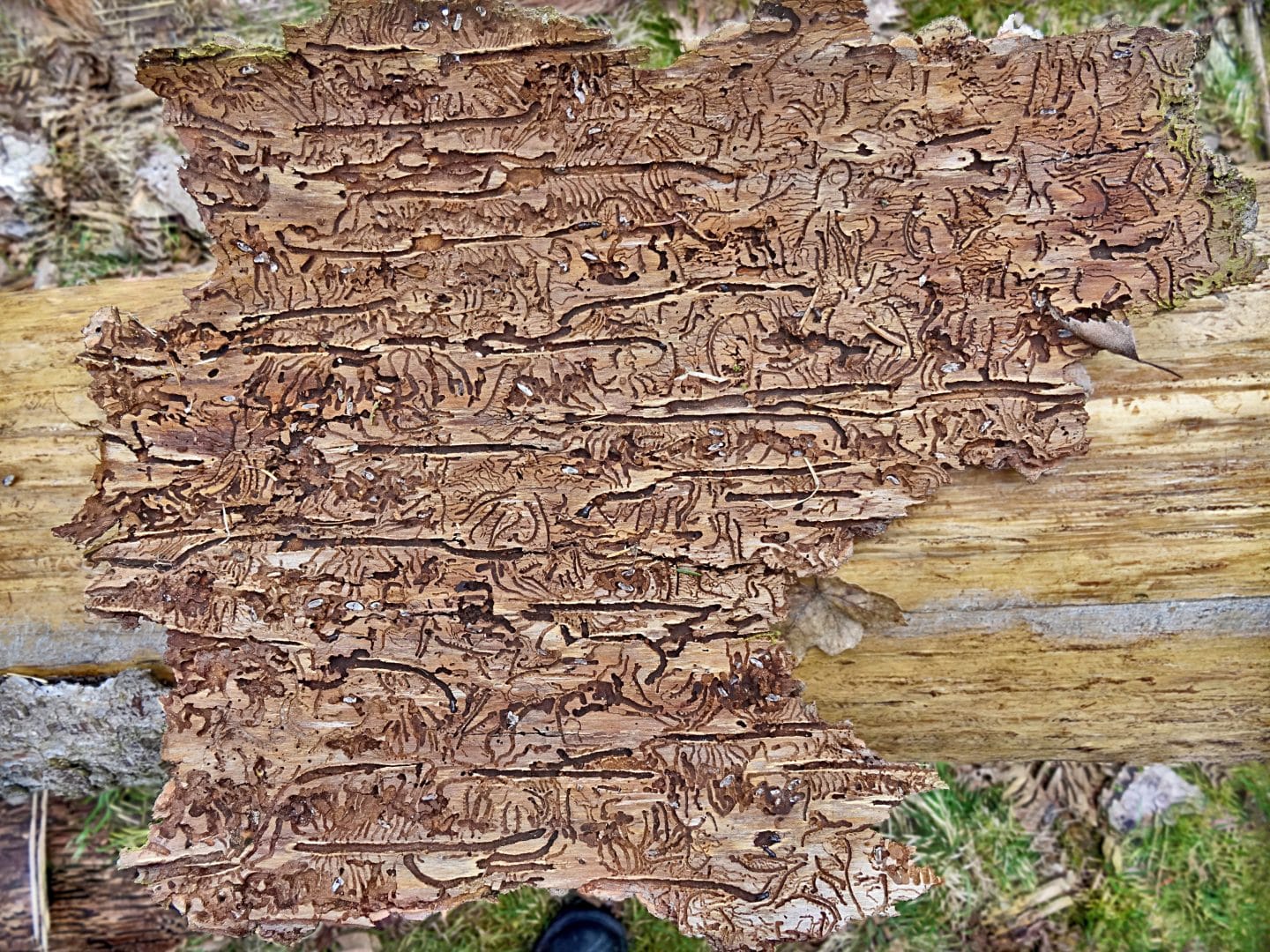 Borkenkäfer-Plage in Baden-Württemberg: Wälder kämpfen ums Überleben Borkenkaefer 01