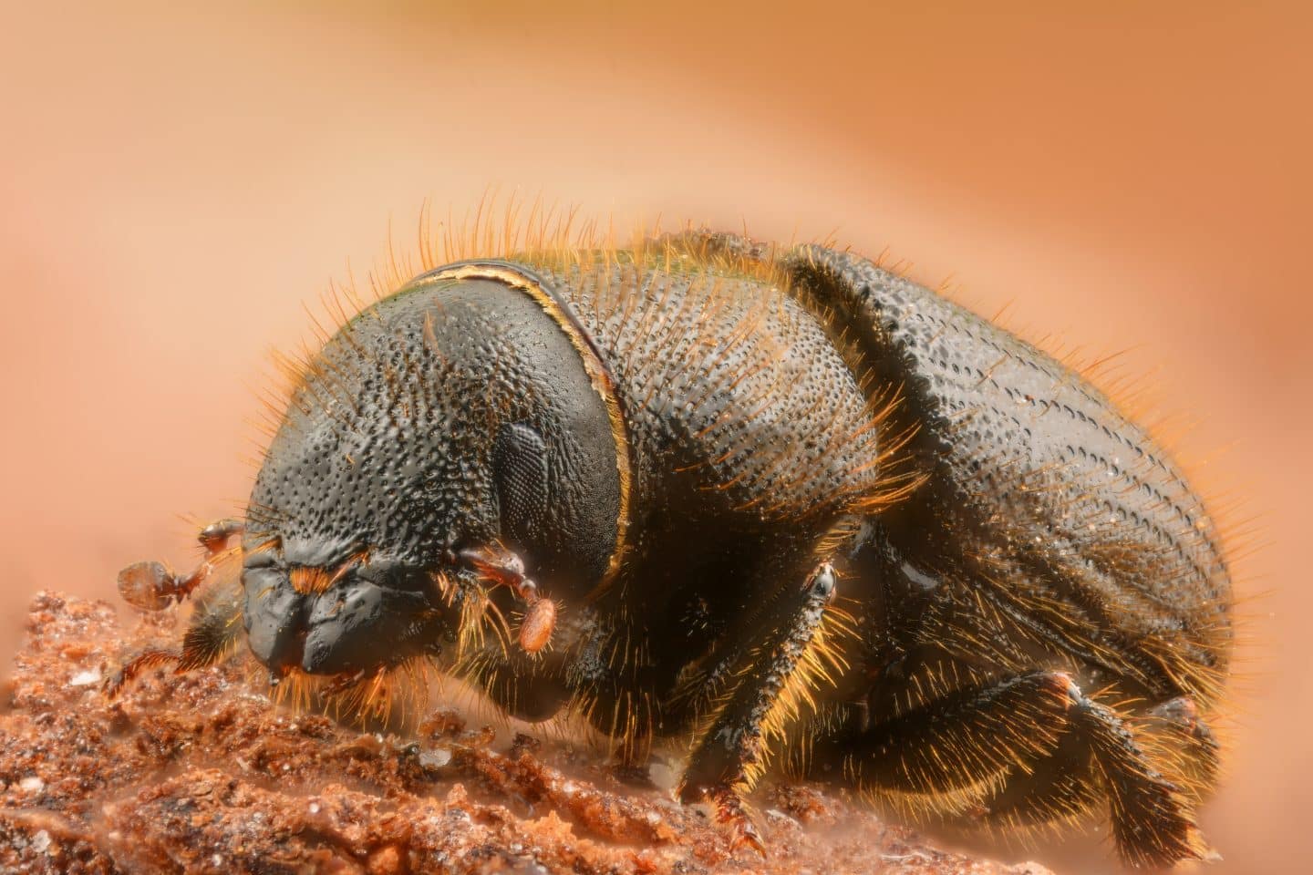 Borkenkäfer-Plage in Baden-Württemberg: Wälder kämpfen ums Überleben Dendroctonus micans 21931043154