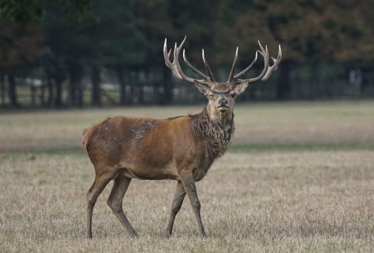 Gefahr im Herbst: Wildtiere auf der Straße – So schützen Sie sich und handeln im Ernstfall richtig!