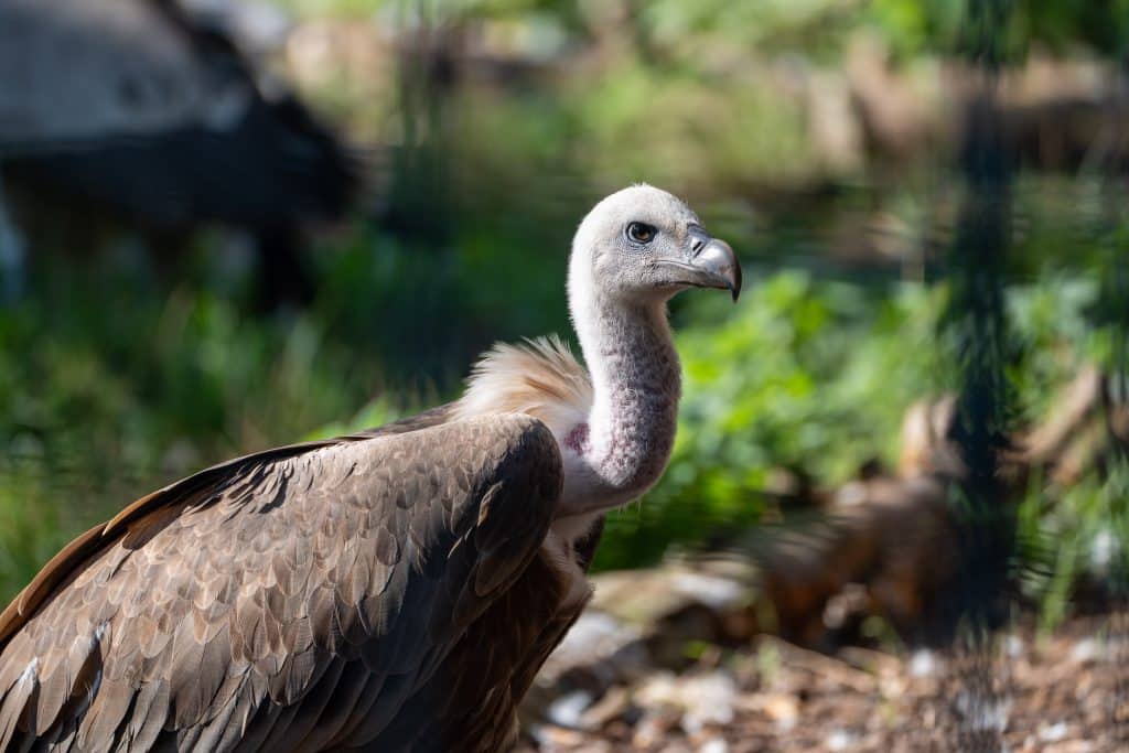 Welt-Geier-Tag in der Wilhelma: Spannende Einblicke in das Leben bedrohter Aasfresser