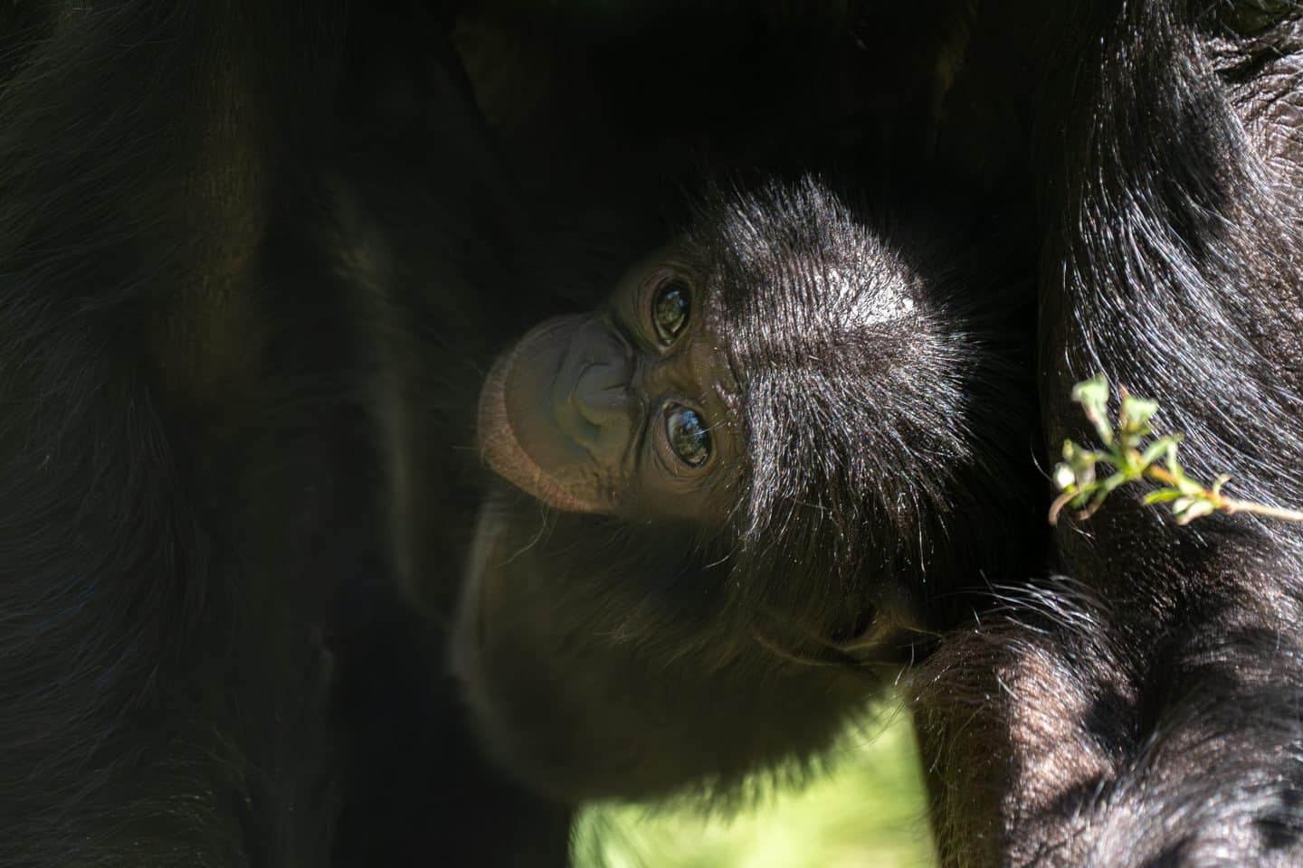Wilhelma trauert um Bonobo-Baby Kasita – Schock im Menschenaffenhaus!