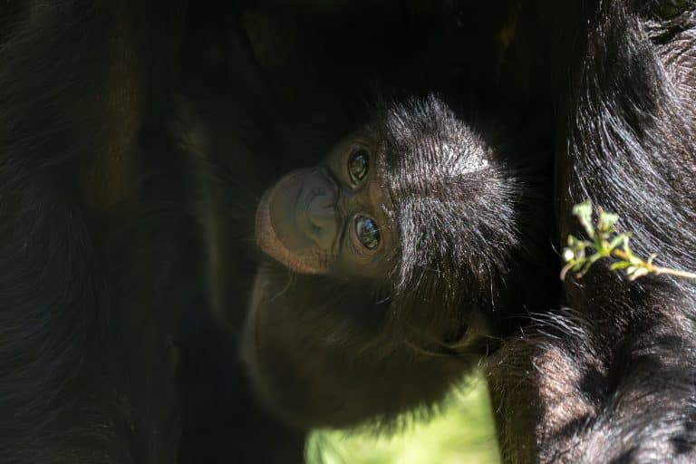 Wilhelma trauert um Bonobo-Baby Kasita – Schock im Menschenaffenhaus! Wilhelma trauert um Bonobo-Baby Kasita – Schock im Menschenaffenhaus!