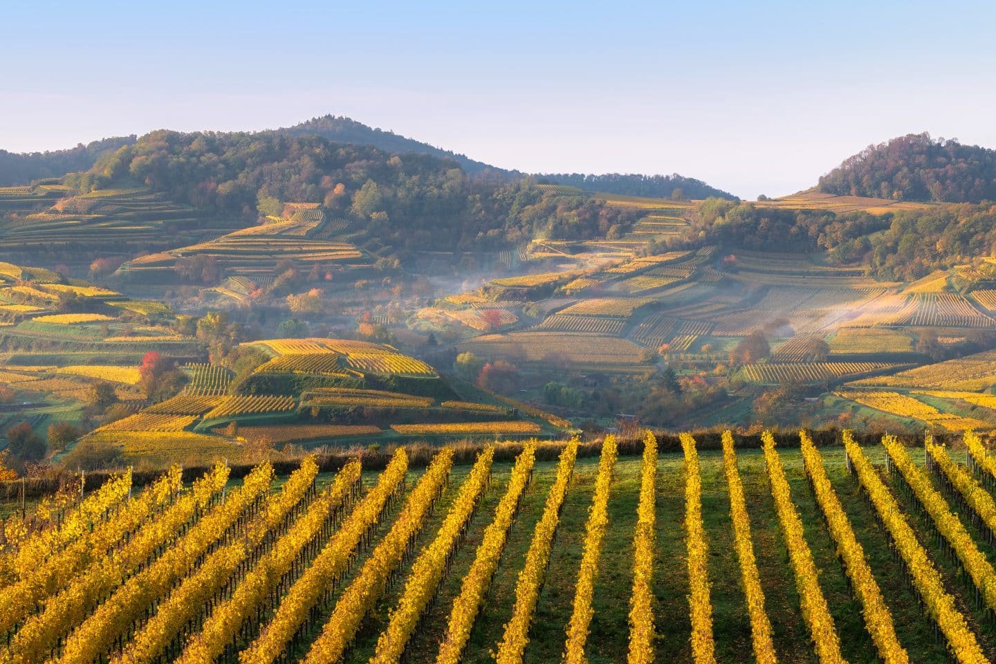 Blick auf den herbstlichen Kaiserstuhl.
