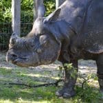 Welt-Nashorn-Tag in der Wilhelma: Spannende Aktionen für die ganze Familie Welt-Nashorn-Tag in der Wilhelma: Spannende Aktionen für die ganze Familie