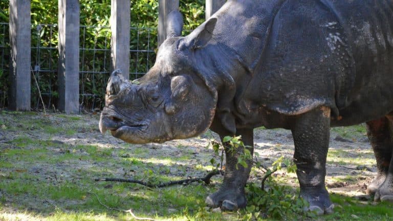 Welt-Nashorn-Tag in der Wilhelma: Spannende Aktionen für die ganze Familie