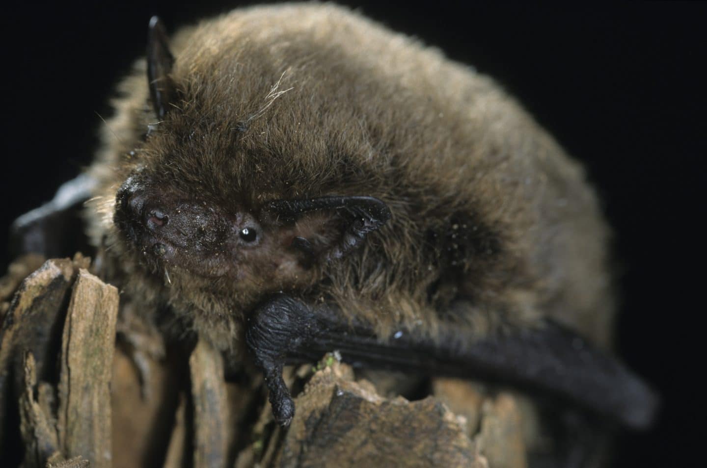 Ausflugstipp: Mit Stirnlampe, Detektor und Wärmebildkamera: Fledermaus-Entdeckertour für Jugendliche