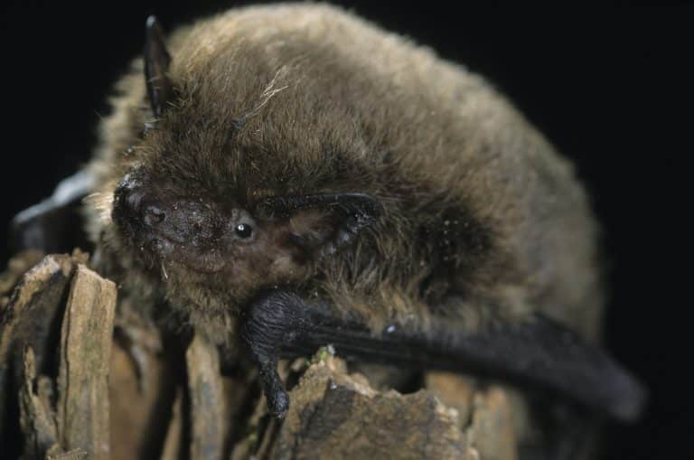 Ausflugstipp: Mit Stirnlampe, Detektor und Wärmebildkamera: Fledermaus-Entdeckertour für Jugendliche Ausflugstipp: Mit Stirnlampe, Detektor und Wärmebildkamera: Fledermaus-Entdeckertour für Jugendliche