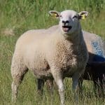 Blauzungenkrankheit breitet sich aus: Rinder, Schafe und Rotwild in Baden-Württemberg bedroht Blauzungenkrankheit breitet sich aus: Rinder, Schafe und Rotwild in Baden-Württemberg bedroht