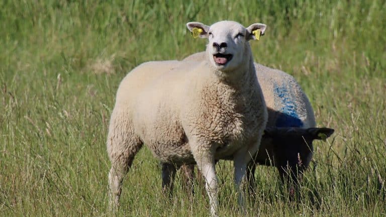 Blauzungenkrankheit breitet sich aus: Rinder, Schafe und Rotwild in Baden-Württemberg bedroht