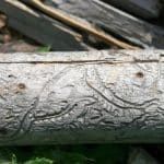 Borkenkäfer-Plage in Baden-Württemberg: Wälder kämpfen ums Überleben Borkenkäfer-Plage in Baden-Württemberg: Wälder kämpfen ums Überleben