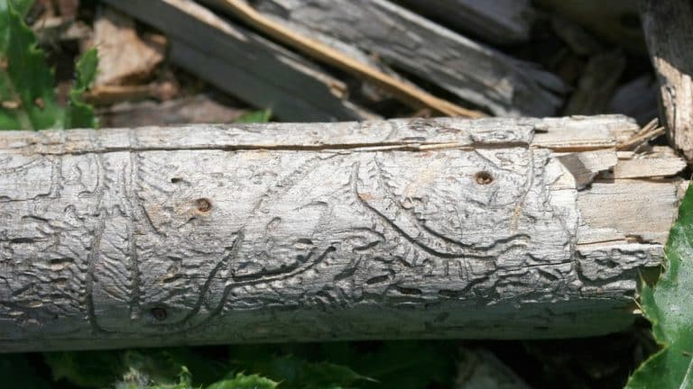 Borkenkäfer-Plage in Baden-Württemberg: Wälder kämpfen ums Überleben