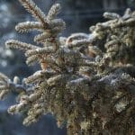 Frost, Nebel und Schnee: So wird das Wetter am Wochenende in Baden-Württemberg Frost, Nebel und Schnee: So wird das Wetter am Wochenende in Baden-Württemberg