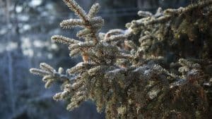 Nahaufnahme eines Nadelbaumzweigs mit einer dünnen Schicht aus Frost oder Raureif, die die Nadeln silbrig schimmern lässt. Der Hintergrund wirkt verschwommen und zeigt eine winterliche Landschaft mit kühler, frostiger Atmosphäre. Sonnenstrahlen lassen die vereisten Nadeln leicht glitzern und erzeugen einen klaren, kalten Eindruck.