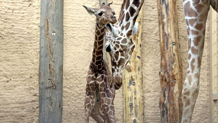 Süßes Giraffenbaby im Zoo Karlsruhe geboren! Erster Nachwuchs seit 2015 verzaubert alle Süßes Giraffenbaby im Zoo Karlsruhe geboren! Erster Nachwuchs seit 2015 verzaubert alle