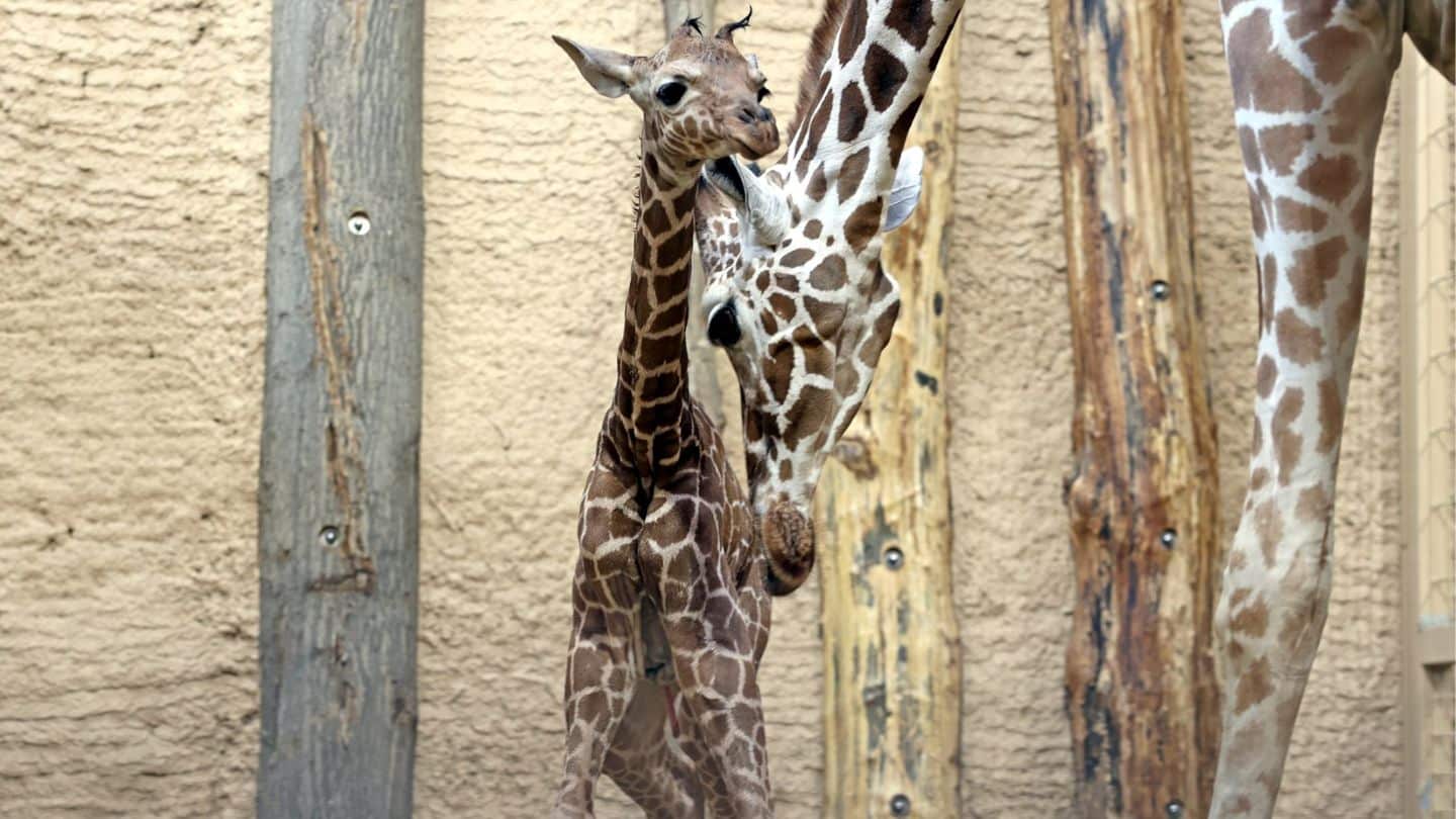 Süßes Giraffenbaby im Zoo Karlsruhe geboren! Erster Nachwuchs seit 2015 verzaubert alle
