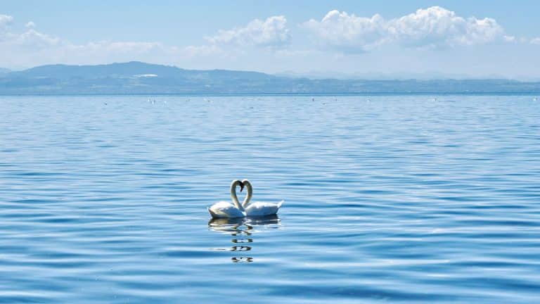 Die Top 10 der deutschen Seen: Bodensee landet auf Platz 2 bei „Dein Lieblingssee 2024“