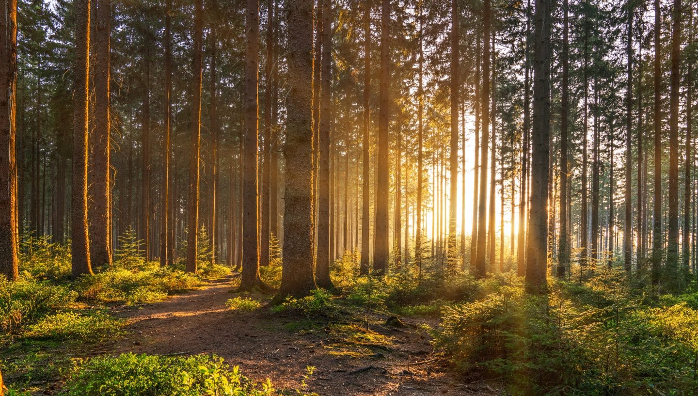 Baden-Württembergs Waldschutz in Gefahr? Naturschutzverbände kritisieren Sparpläne scharf!