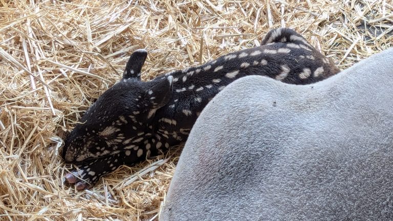 Süßes Tapirbaby sorgt für Begeisterung in der Wilhelma: Eine kleine Sensation mit Streifenmuster Süßes Tapirbaby sorgt für Begeisterung in der Wilhelma: Eine kleine Sensation mit Streifenmuster