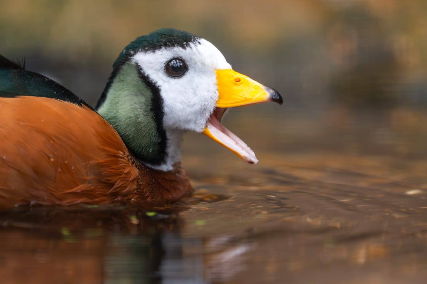Zwergglanzenten in der Wilhelma: Afrikas kleinste Enten jetzt in Stuttgart zu sehen!